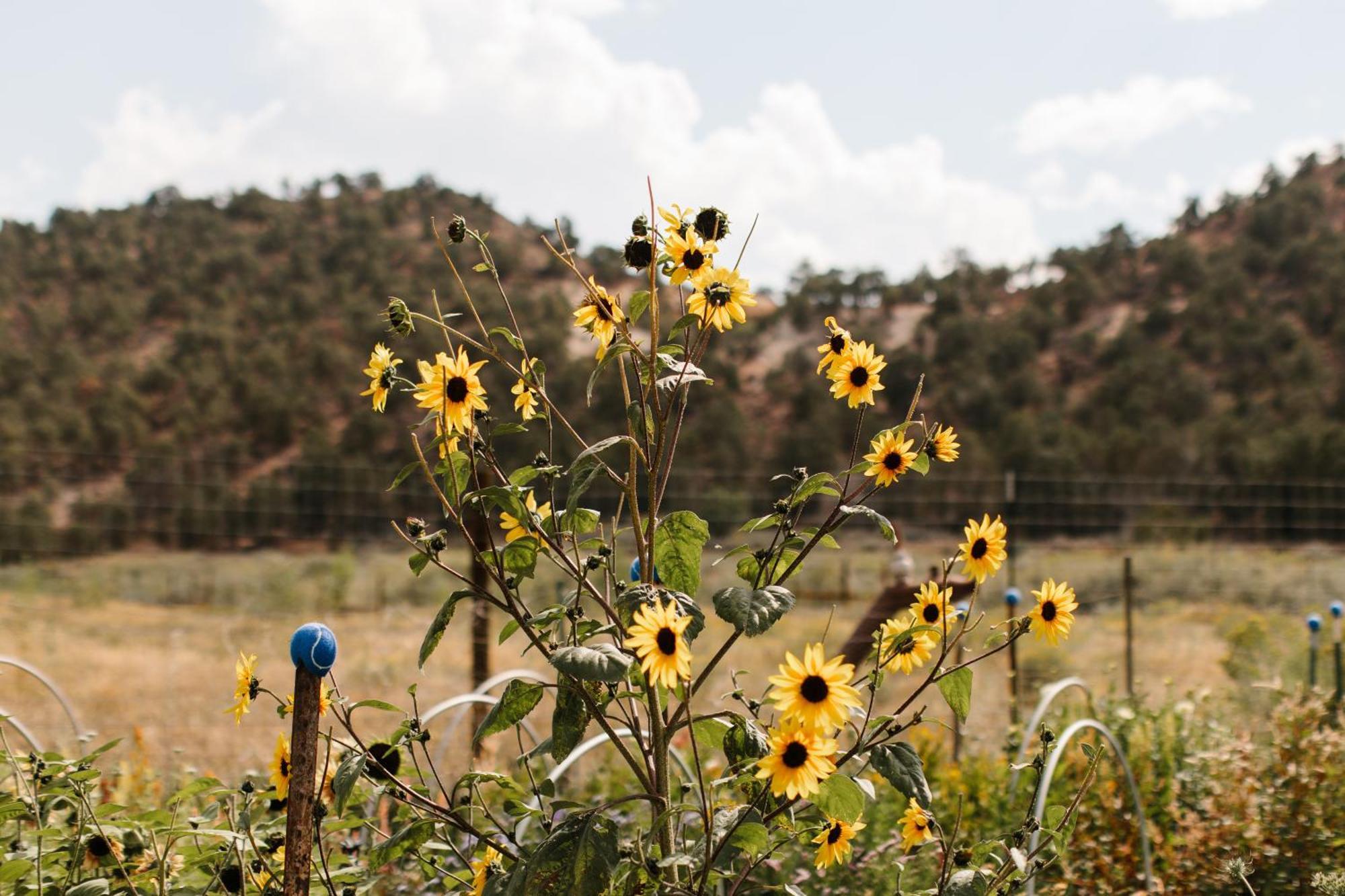 Mountain Guest Ranch Alojamento de Turismo Selvagem